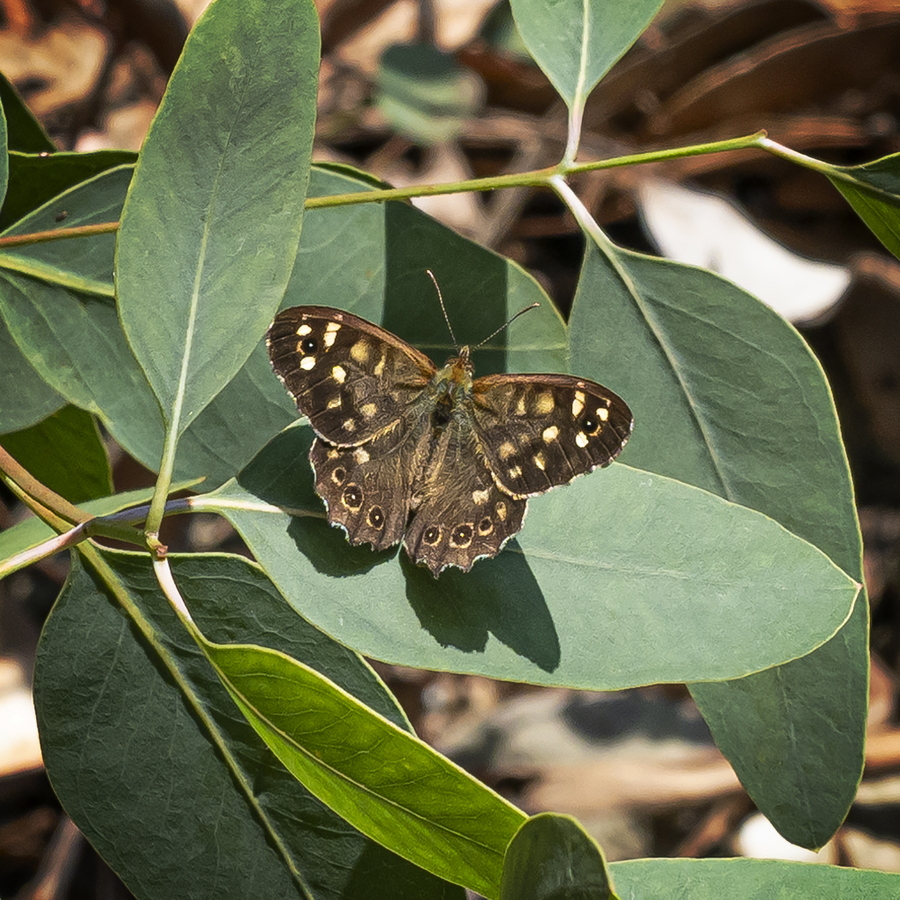 Speckled Wood Butterfly
